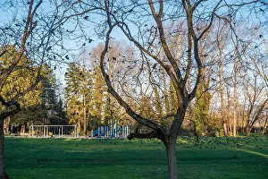 Washington State Prints: Crows sit in trees and on the grass at Beer Sheva Park in Seattle, Washington