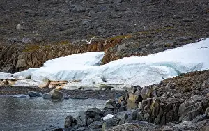 Kolony Prints: Cruising in the Hamiltonbukta on Spitsbergen and driving along glacier und bird watching