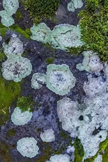 Lichen Prints: Crustose lichen growing on rock along the Heliotrope Ridge Trail