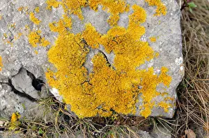 Lichens Prints: Crustose lichen on rock
