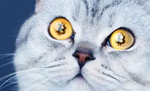 Bitcoin Prints: The crypto cat cryptocat with bitcoins in eyes