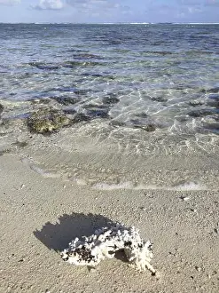 Boughes Prints: Crystal clear water and coral branches on the beach