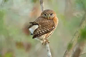 Cuban pygmy owl (Glaucidium siju) is a species of owl in the family Strigidae that is endemic to Cuba