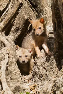 Asiatic Prints: Cubs of a Golden Jackal (Canis aureus)