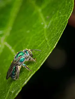 Compound Prints: Cuckoo wasp on a plant leaf