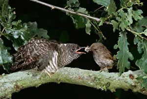 Offspring Prints: CUCKOO young Cuculus canorus being fed by foster parent, a Dunnock Prunella modularis