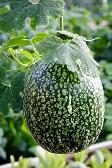 Autumnal Prints: Cucurbita ficifolia or the Figleaf Gourd