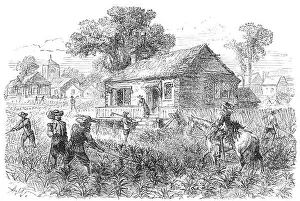 Tobacco Prints: Cultivating Tobacco, Jamestown, 1615