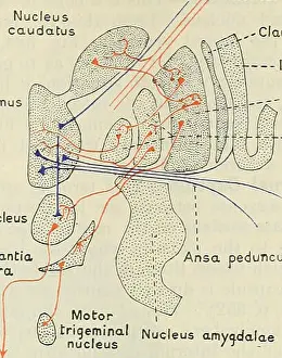 Booksubjectanatomy Prints: Cunningham's Text-book of anatomy