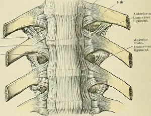 Booksubjectanatomy Prints: Cunningham's Text-book of anatomy