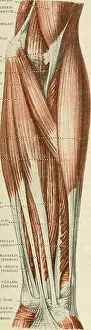 Diagrams Prints: Cunningham's Text-book of anatomy