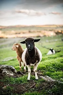 Group Of Animals Prints: Curious black headed dorper ewe with lambs in background