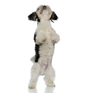 Paws Prints: curious black and white shih tzu standing on back legs on white background looks up
