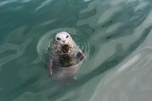 Phoca Vitulina Prints: Curious gray harbour seal pops its head up out of the ocean