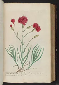 Treatments Prints: A curious herbal (Plate 85) BHL296331
