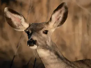 Mule Deer Prints: Curious mule deer doe, Bosque del Apache National Wildlife Refuge, New Mexico