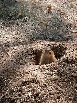 Herbivores Prints: Curious North American Prairie Dog Popping Up from its Hole
