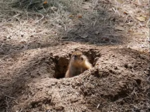 Herbivores Prints: Curious North American Prairie Dog Popping Up from its Hole