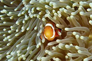 Outdoor Shots Prints: A curious Ocellaris Clownfish (Amphiprion ocellaris)