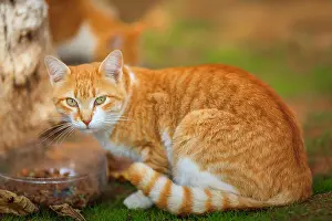 Gaze Prints: Curious orange cat looking at the camera