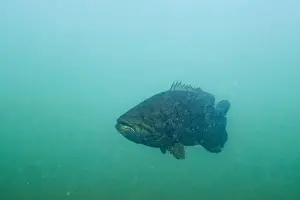 Smallmouth Bass Prints: Curious smallmouth bass checking diver out