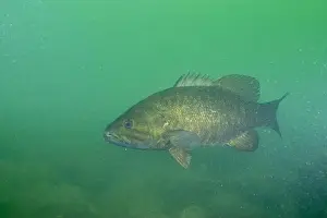 Smallmouth Bass Prints: Curious smallmouth bass checking diver out