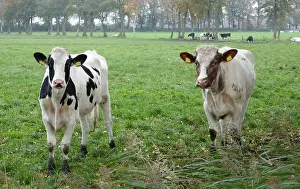 Bovine Prints: Two curious young cows in a German meadow