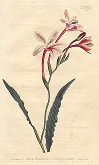 Copperplate Prints: Curled-leaved tritonia with pink, crimson and white flowers. Tritonia crispa