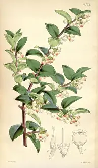 Clarity Prints: Curtis's Botanical Magazine London New York etc