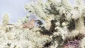 Desert Wildlife Prints: A Curve-billed Thrasher brings food for its nestlings; Tucson, AZ
