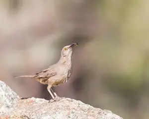 Desert Wildlife Prints: A Curve-billed Thrasher has food for its nestlings; Tucson, AZ