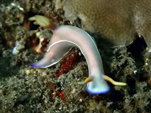 Nudibranchia Prints: Curved star snail with pink-coloured body