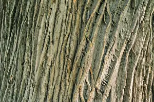 Animal Wildlife Prints: Curvy cracked pattern of old acacia bark
