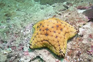 Leisurely Prints: Cushion Starfish on a coral wall off the coast of Musandam in Oman