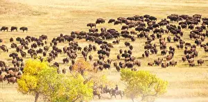 South Dakota Prints: Custer State Park, South Dakota, USA. Annual buffalo roundup