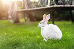 Hare Prints: Cute adorable white fluffy rabbit sitting on green grass lawn at backyard