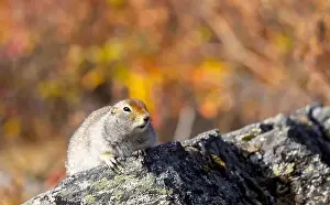 Denali National Park Prints: Cute Arctic ground Squirrel in Denali National Park Alaska in Autumn