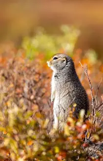 Denali National Park Prints: Cute Arctic ground Squirrel in Denali National Park Alaska in Autumn