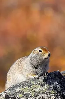 Denali National Park Prints: Cute Arctic ground Squirrel in Denali National Park Alaska in Autumn