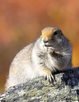 Denali National Park Prints: Cute Arctic ground Squirrel in Denali National Park Alaska in Autumn