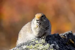 Denali National Park Prints: Cute Arctic ground Squirrel in Denali National Park Alaska in Autumn