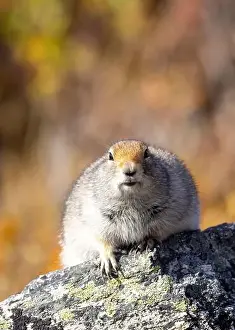 Denali National Park Prints: Cute Arctic ground Squirrel in Denali National Park Alaska in Autumn