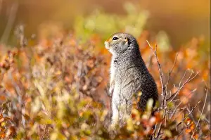 Denali National Park Prints: Cute Arctic ground Squirrel in Denali National Park Alaska in Autumn