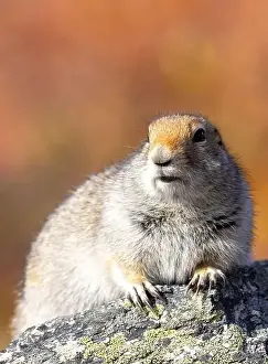 Denali National Park Prints: Cute Arctic ground Squirrel in Denali National Park Alaska in Autumn