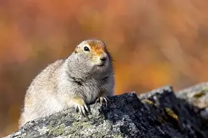 Denali National Park Prints: Cute Arctic ground Squirrel in Denali National Park Alaska in Autumn