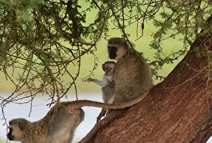 Tanzania Prints: Cute baby Vervet Monkey held by its mother in Tarangire National Park, Tanzania
