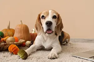 Holiday Home Prints: Cute Beagle dog with pumpkins near beige wall. Thanksgiving Day celebration