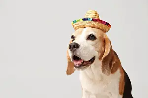 Doggy Prints: Cute Beagle dog in sombrero hat on grey background