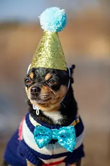 a cute birthday chihuahua on a natural background