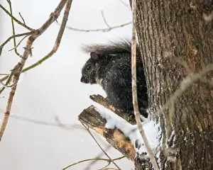 Cold Weather Prints: Cute black squirrel sitting on the broken branch of a tree on a snowy spring day in a backyard in Taylors Falls